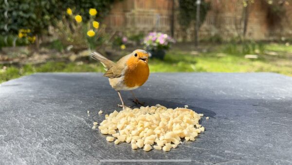 Erdnusskerne gehackt 1-25 kg Vogelfutter