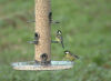 Auffangschale für Vogelfutter-Säule...